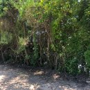 증약초교 대정분교 이미지