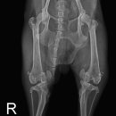 닥터 전 동물병원 이미지