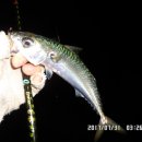 낚시만세 이미지