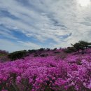 비슬산 진달래 산행.현풍 도동 서원.창녕 이방면 무심사,창녕 합천보,우포늪(4월19일) 2 이미지
