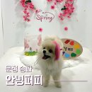 착한퍼피 | 문정 송파 강아지 데이케어 실내 애견카페. 안녕퍼피