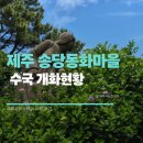 제주이야기송당점 | 제주 송당동화마을 수국 개화현황｜2026년 6월 재방문 후기, 주차