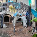 고주망탱이 이미지