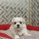 또바기 켄넬 이미지