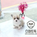 웰시독