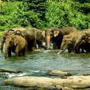 ﻿골동품의 종류 &#34;코끼리 상아 아이보리 &#34; 이미지