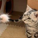 에어묘앤비 이미지