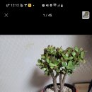 봉곡남로 이미지