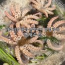 영재 | 가락시장 횟집 봄 제철 알쭈꾸미 도다리 맛집 영재수산 포장 후기