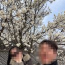 대전아이사랑어린이집 | 대전 한밭수목원 벚꽃 개화시기 봄나들이 다녀온 후기