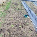 덕보농장 | 석가탄신일 3일 연휴 도시농부 놀이터에서 텃밭 친구들과 비 멍 때리기...