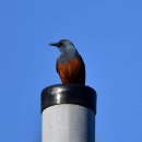 소청도의 바다직박구리(Blue Rock Thrush) 이미지