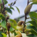 에그리나 이미지