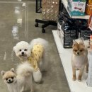 스프링댕댕 이미지