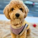 늘봄반려견유치원 이미지