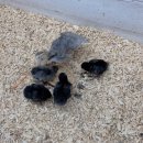 부화목장 이미지