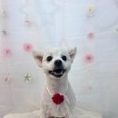 만점애견미용 이미지