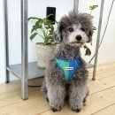 코프키노 이미지