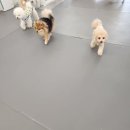 애견 유치원 호텔 케어 잘해주는 에덴애견유치원호텔