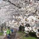 삼락공원 벚꽃 이미지