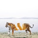 신기 이미지