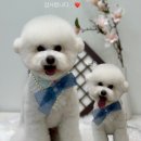 하이몽몽 이미지