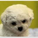 부산 강아지분양 디테일퍼피 이미지