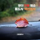 경남양산 단풍명소 통도사 백련암 백련정사 600년된 은행나무