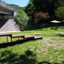 구갈레스피아 이미지