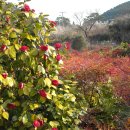 세포마을 이미지