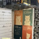 최강돈까스 | [합정/맛집/내돈내산] 최강금돈까스 레알 최강임,.. 현지인 맛집. 존맛. 솔직후기.