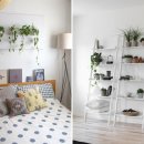 식물 인테리어 이미지