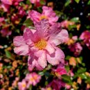 김원삼행정사사무실 이미지