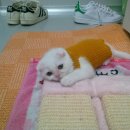 똥꼬냥