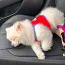 퍼피트리 애견유치원&호텔 이미지