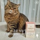DDS-1 LGG 균주 90% 이상 투입된 조공 리뉴얼 프로바이오틱스 고양이 유산균 급여후기