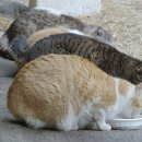 나와고양이 이미지