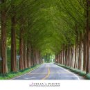 순창 메타세콰이어길 이미지