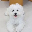 그루밍 까꿍 이미지