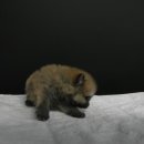 유올펫 강아지고양이 청주점 이미지