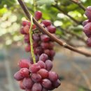 향기포도농원 | 레드샤인머스켓(홍옌) 맛은 어떨까? 해찬향기 나주농원