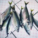 느티나무펜션 이미지