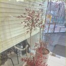 분당-146 이미지