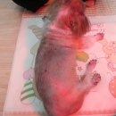 사라 양한방 동물병원 이미지