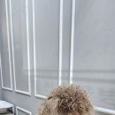 증평가정견훈련소 이미지