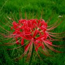 푸른잔디 이미지