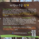 돌배나무 세그루 | 강원도 인제 가볼만한곳 속삭이는자작나무숲 2월 겨울 방문 후기