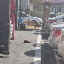 므와오씨 이미지