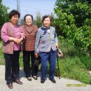 박실농장 Daum카페