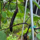 발화농장 이미지